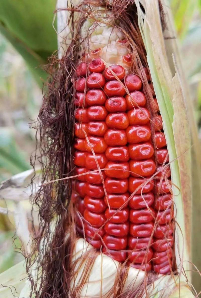 红玉米图片 第8张