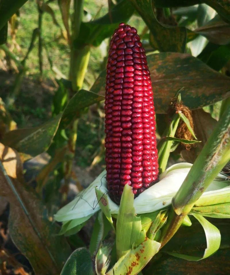 红玉米图片 第10张
