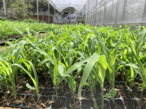 玉米秧苗图片 第1张