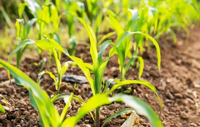 玉米秧苗图片 第4张