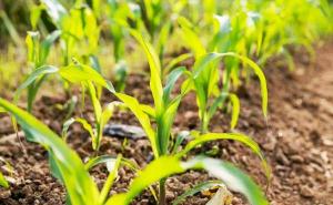 玉米秧苗图片 第4张