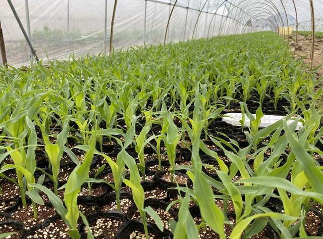 玉米秧苗图片 第3张