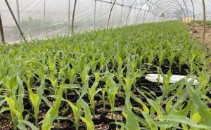 玉米秧苗图片 第3张