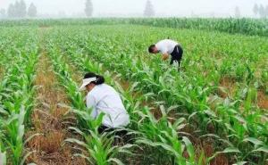 玉米秧苗图片 第2张