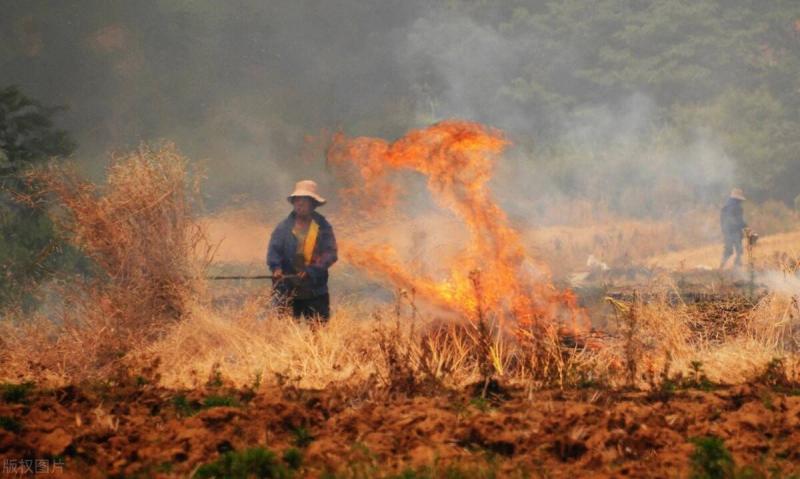 玉米秸秆焚烧图片 第5张