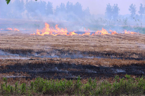 玉米秸秆焚烧图片 第3张