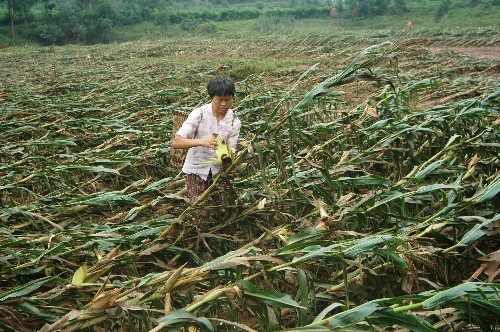 玉米暴雨受灾图片 第1张