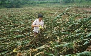 玉米暴雨受灾图片