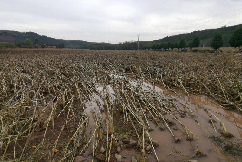 玉米暴雨受灾图片 第5张