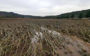 玉米暴雨受灾图片 第5张