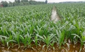 玉米暴雨受灾图片 第4张