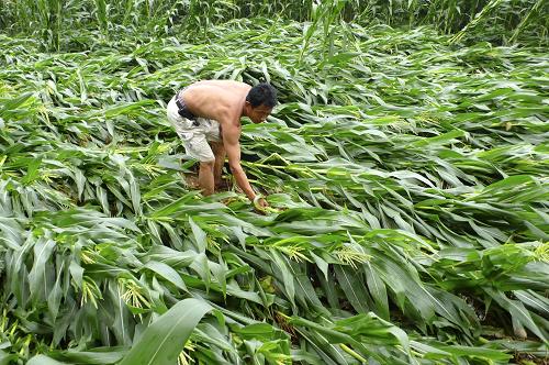 玉米暴雨受灾图片 第2张