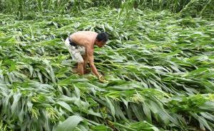 玉米暴雨受灾图片 第2张