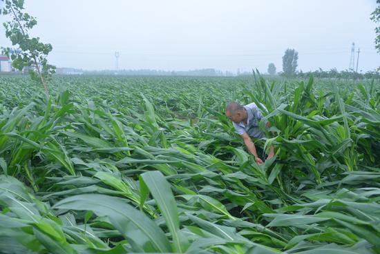 玉米暴雨受灾图片 第3张