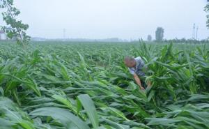 玉米暴雨受灾图片 第3张