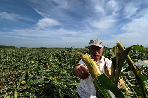 受灾玉米田图片 第1张