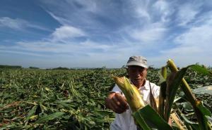 受灾玉米田图片