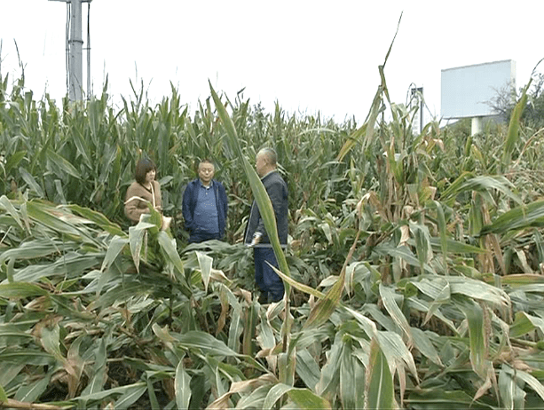 受灾玉米田图片 第4张