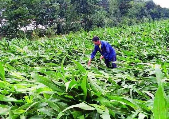 受灾玉米田图片 第3张