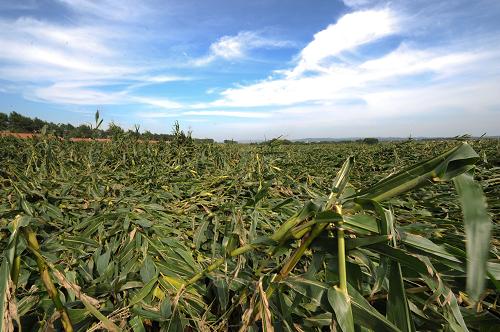 受灾玉米田图片 第2张