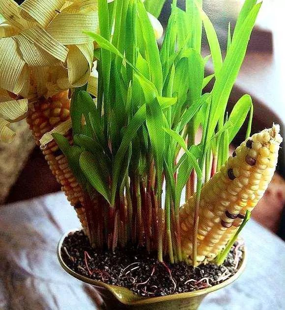玉米盆景图片 第1张