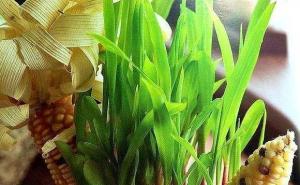 玉米盆景图片