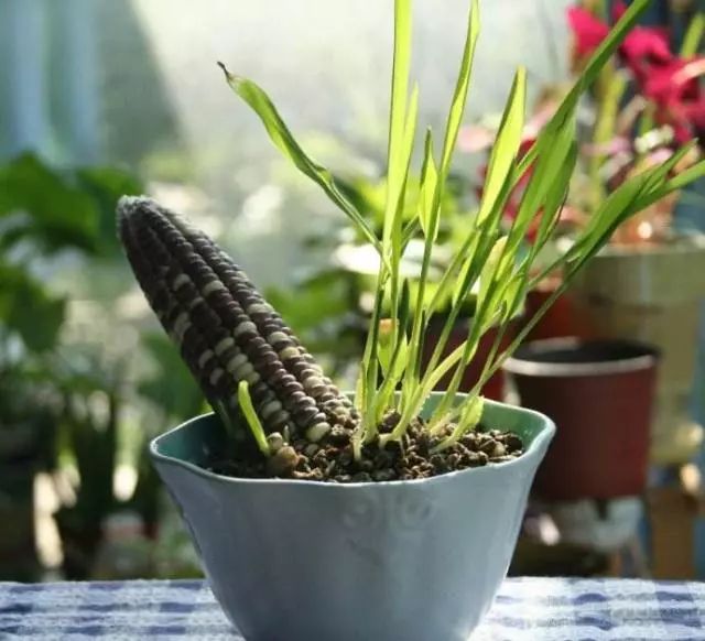 玉米盆景图片 第2张