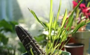 玉米盆景图片 第2张