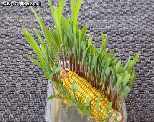 玉米盆景图片 第3张