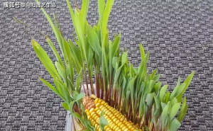 玉米盆景图片 第3张