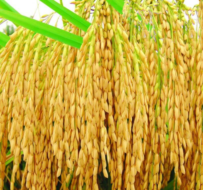 水稻种子图片 第4张
