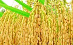 水稻种子图片 第4张