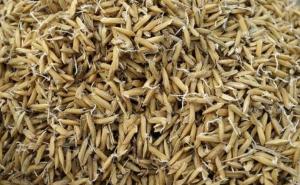 水稻种子图片 第5张