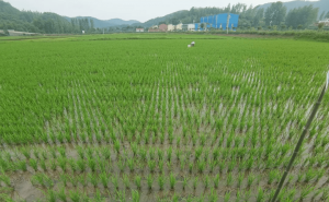 绿色水稻图片