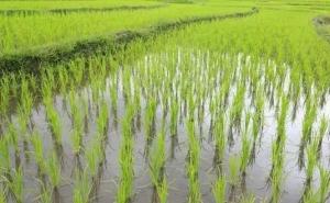 绿色水稻图片 第2张