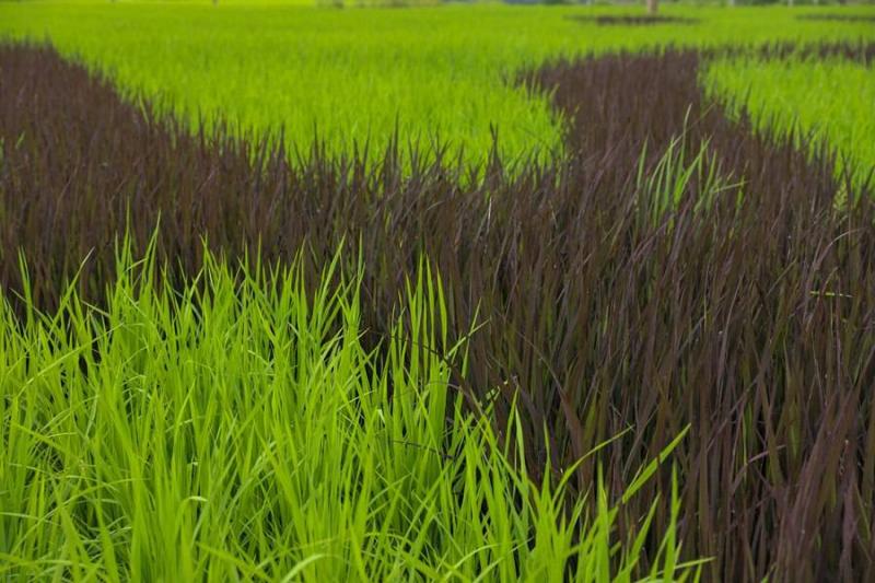绿色水稻图片 第6张