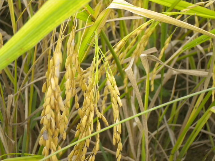 金色水稻图片 第1张