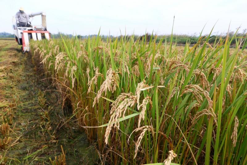 金色水稻图片 第2张