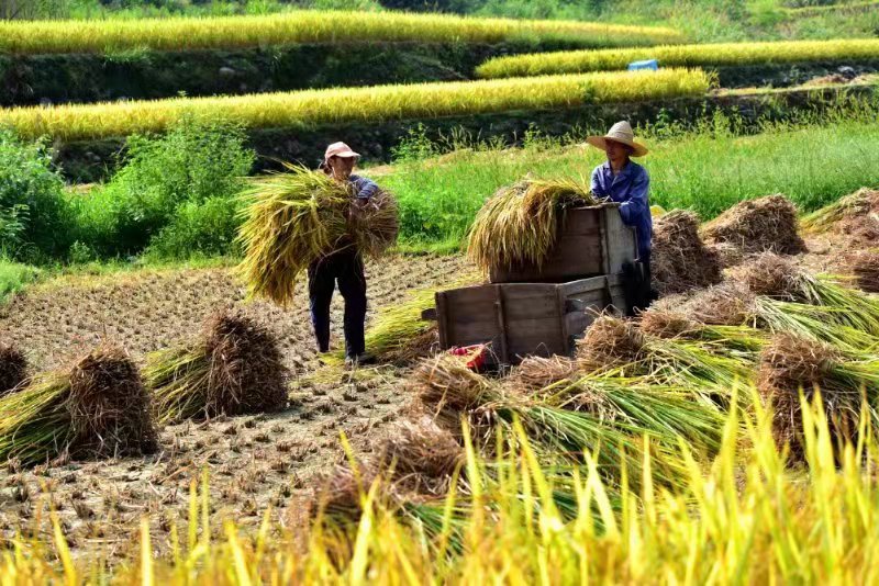 金色水稻图片 第7张