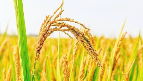 金色水稻图片 第4张