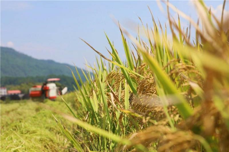 金色水稻图片 第3张