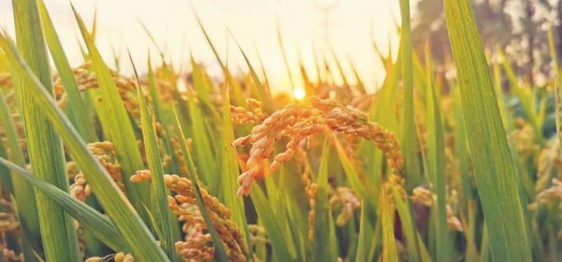 金色水稻图片 第6张