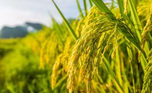 水稻种植图片 第3张
