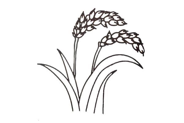 水稻简笔画图片 第1张