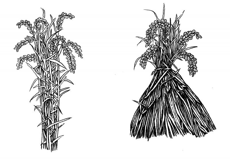 水稻简笔画图片 第3张