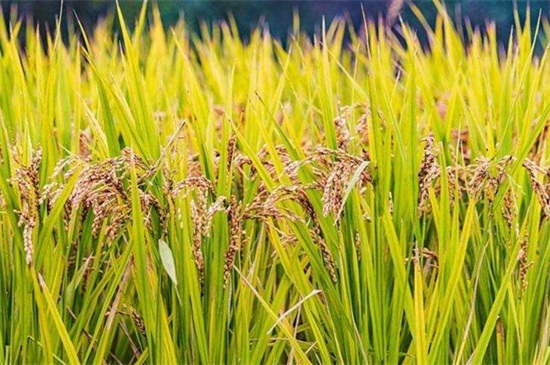 水稻成熟图片 第5张