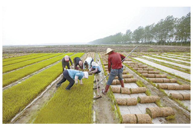 农民播种水稻图片 第1张