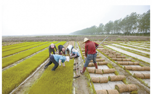 农民播种水稻图片