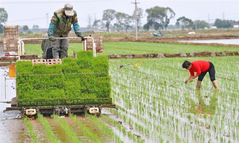 农民播种水稻图片 第2张