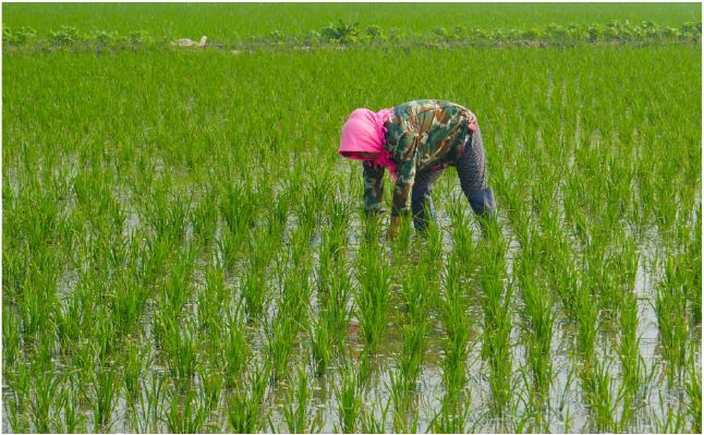农民播种水稻图片 第3张